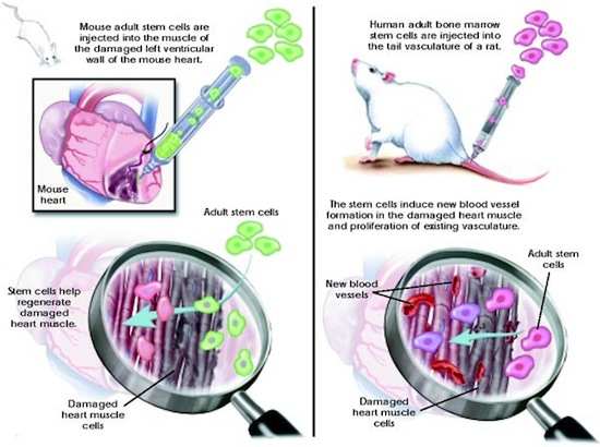 La importancia de las células madre adultas